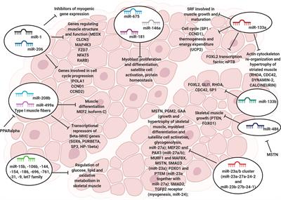 MicroRNAs in Skeletal Muscle and Hints on Their Potential Role in Muscle Wasting During Cancer Cachexia